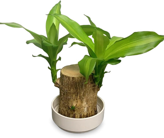 2025 New Lucky Brazilian Wood Potted Plant, Mini Brazil Wood Hydroponic Plant, Desktop Decoration