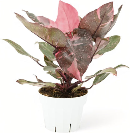 Philodendron Plant Package - 3 Live Philodendron Plants Bundle - Pink Princess, White Princess, and Birken Varieties - Rare Plants Live Houseplants