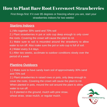 Eversweet Everbearer Strawberry Plants - Fruits Spring to Fall Even Over 90 Degrees! Bare Root Strawberry Plants from Hand Picked Nursery (10)