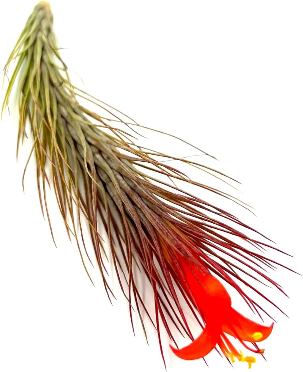 ragnaroc Air Plants - Tillandsia Funckiana Hybrid, Large 5-7" - 5ct - Live Arrival Guaranteed - House Plants for Home Decor & Gift