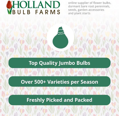 Winterfest Bearded Iris Flower Bulbs - 1 Rhizome per Pack - Attracts Butterflies and Hummingbirds - Deer Resistant - Good as Cut Flowers - Naturalizing - Perennializing