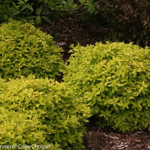 Proven Winners - Spiraea jap. Double Play Gold (Spirea) Shrub, , #3 - Size Container