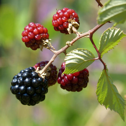 BlackBerry Plants Sweetie Pie Live for Sale (4 Pack) | Easy to Grow Plants | Edible Fruit Plant for Sustainable Living | Grow Your own Food on Your Edible Organic Garden| Live for Planting| 2 in Pot