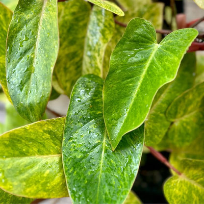2 Lady Philodendron Live Plant 5-9" Tall, Rare Tropical Indoor Houseplant Home Garden