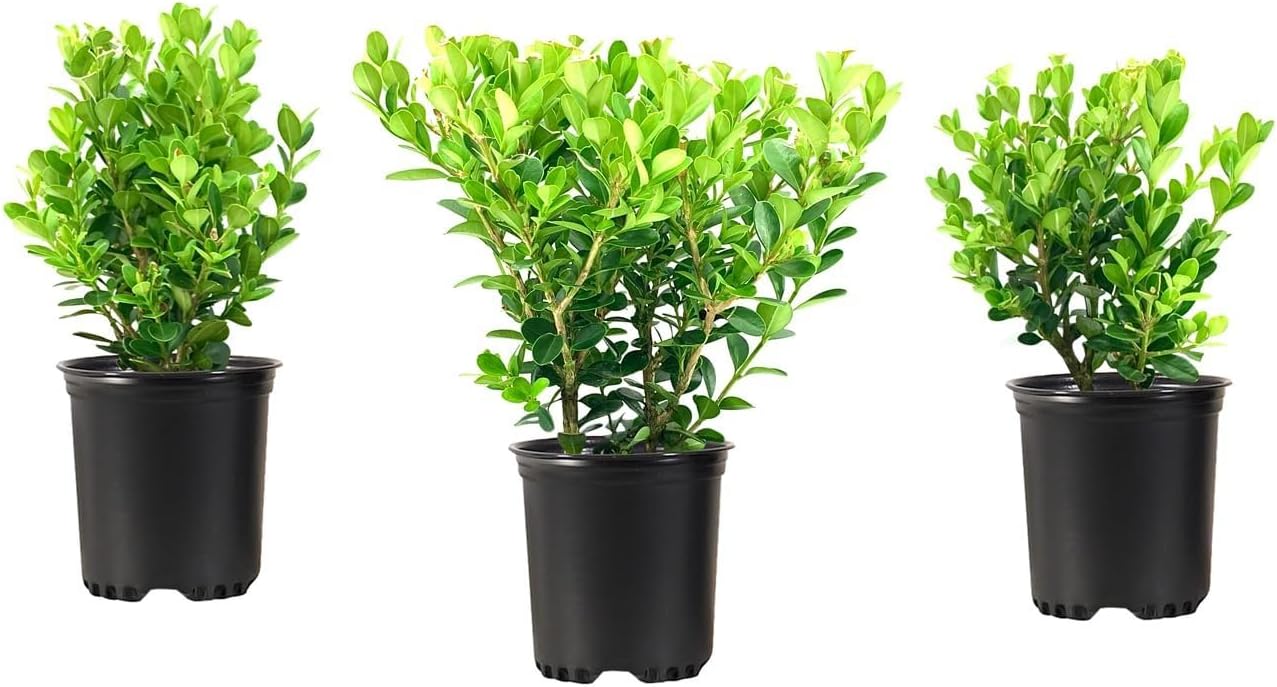 Wintergreen Boxwood | 5 Quart Size Plants | Buxus Microphylla | Evergreen Shrub, Dense Foliage, Formal Garden, Low Maintenance, Privacy Hedge, Year-Round Interest, Landscaping Shrub