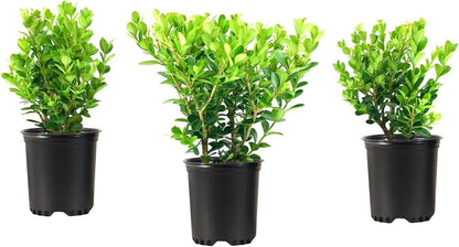 Wintergreen Boxwood | 1 Quart Size Plant | Buxus Microphylla | Evergreen Shrub, Dense Foliage, Formal Garden, Low Maintenance, Privacy Hedge, Year-Round Interest, Landscaping Shrub