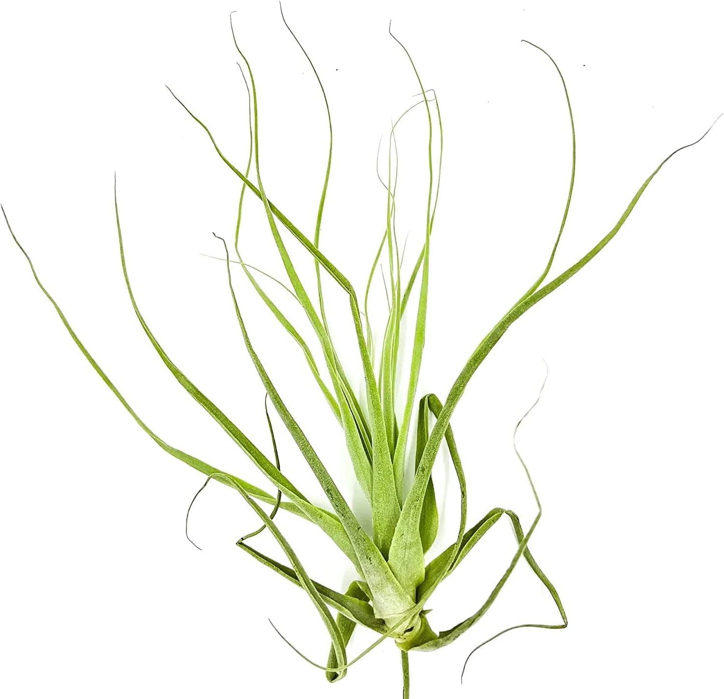 ragnaroc Air Plants - Tillandsia Straminea Jumbo 6-9" - 5ct - Live Arrival Guaranteed - House Plants for Home Decor & Gift