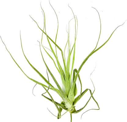 ragnaroc Air Plants - Tillandsia Straminea Jumbo 6-9" - 3ct - Live Arrival Guaranteed - House Plants for Home Decor & Gift