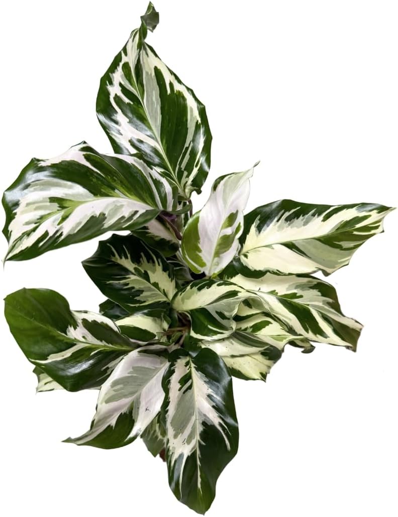 CoollectivePlants Calathea Stella - Live Calathea Plant in 6″ Growers Pot, Easy Indoor House Plants, Pet Friendly Plants Indoor, Low Maintenance Houseplant