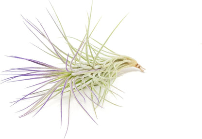 Purple Colorful Tillandsia Air Plants - Long Lasting Color Enhanced Live Tillandsia Succulent House Plants - Home and Garden Decor - Easy Care Indoor and Outdoor (Funckiana, Pack of 3)