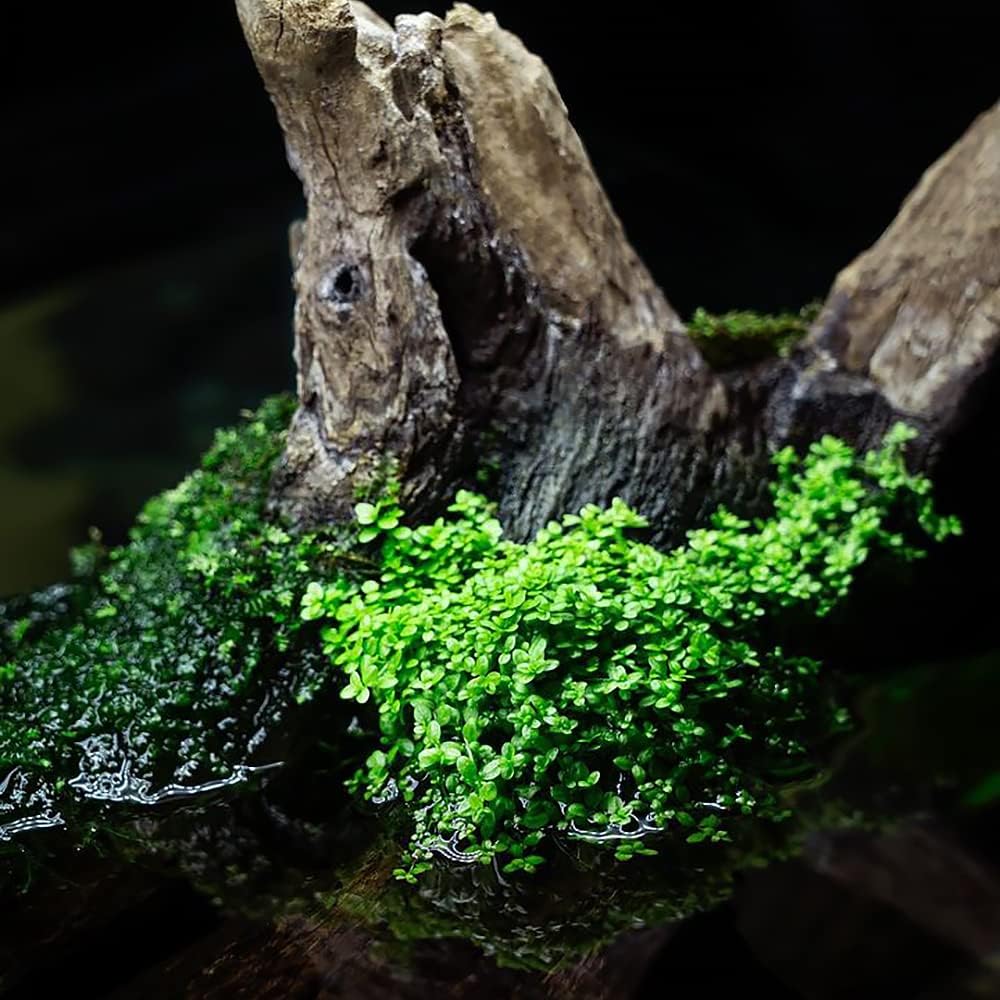 SubstrateSource Live Aquarium Stem Plants - Freshwater Aquatic Plant for Fish Tanks, Aquascaping - (Bacopa Australis, 1 Bunch)