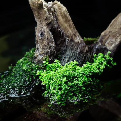 SubstrateSource Live Aquarium Stem Plants - Freshwater Aquatic Plant for Fish Tanks, Aquascaping - (Bacopa Australis, 1 Bunch)