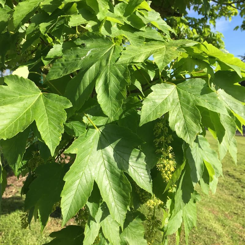 Sycamore Tree Live Plant, Dormant Ornamental Sycamore Plant in Quart Pot, Large Shade Tree 8-10 Inch