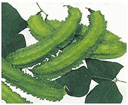 Winged Bean Seeds - Almost All Parts of The Plant are Edible. Once Considered The Food That Could Feed The Planet