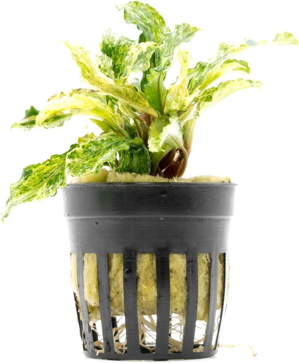 SubstrateSource Bucephalandra Variegated Green Wavy Marble Potted Live Aquarium Plant - Natural Freshwater Fish Tank Decorations, Aquatic Décor