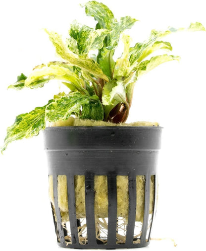 SubstrateSource Bucephalandra Variegated Green Wavy Marble Potted Live Aquarium Plant - Natural Freshwater Fish Tank Decorations, Aquatic Décor