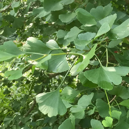 Ginkgo Tree Live Plant in Quart Pot, Well Rooted Ginkgo Tree Plant Live, Ready to Grow, 1-2 Year Old Ginkgo Tree