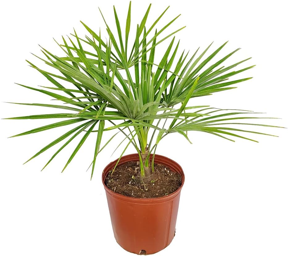 Windmill Palm Tree - Live Plant - Overall Height 26" to 32"' - Tropical Plants of Florida (Plant Only)