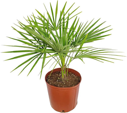 Windmill Palm Tree - Live Plant - Overall Height 26" to 32"' - Tropical Plants of Florida (Plant Only)