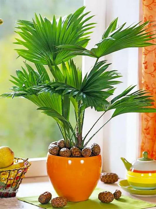 4+ Seeds Chinese Fan Palm Livistona chinensis Rare - Tree Green