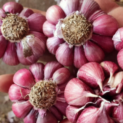 1 Pound Hard Neck Garlic for Planting in Fall, Red Garlic Bulb for Planting, Fresh and High Yield, Cold Hardy, Planting Softneck Hardneck