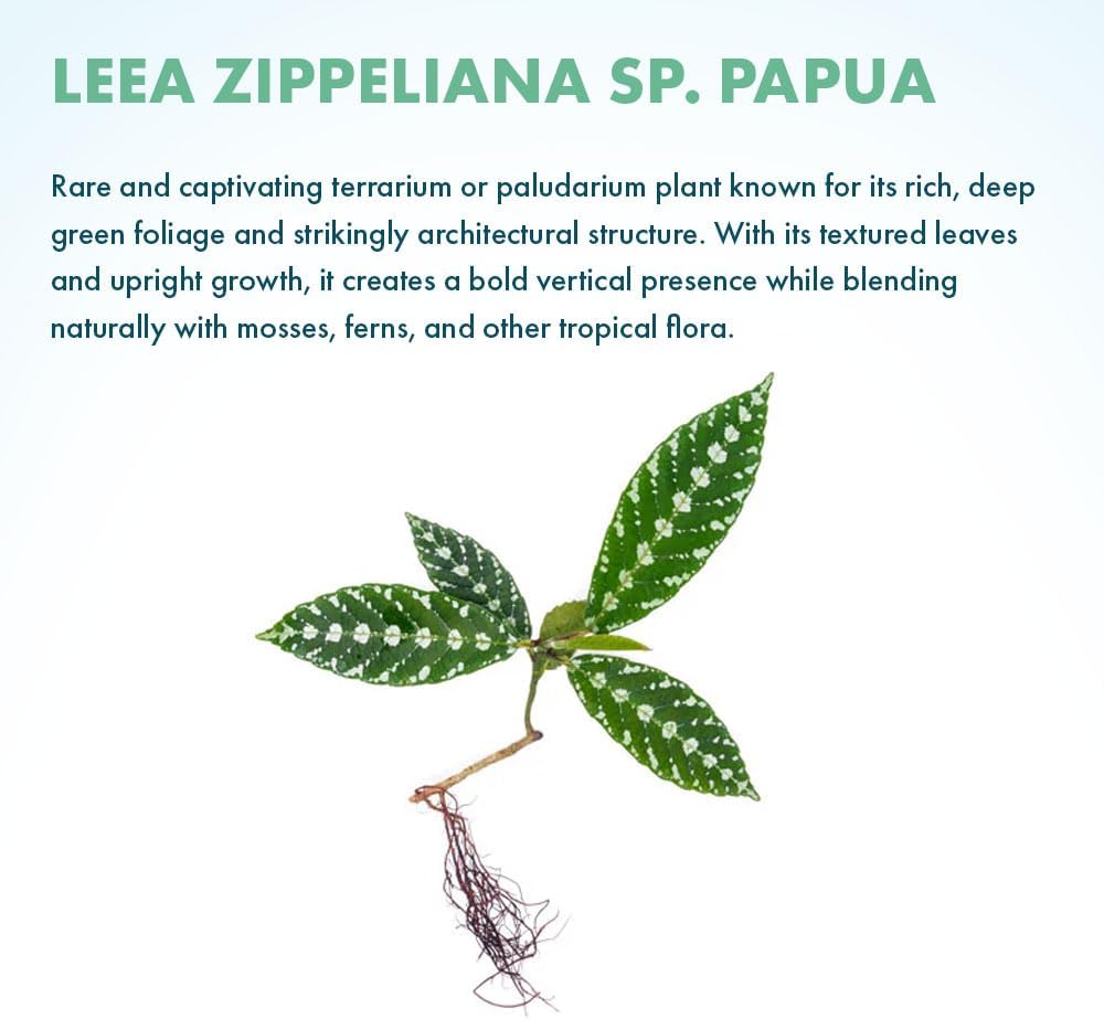 SubstrateSource Live Jungle Plant - Leea zippeliana - Moderate Care, Indirect Light, Dark Green with Silver Veins Accent, Indoor Terrarium or Shaded Area Rosette Plant - Loose/Bare Root