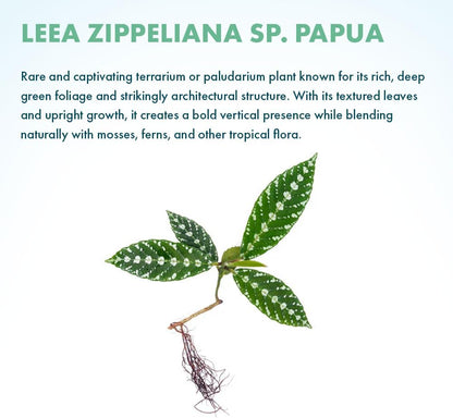 SubstrateSource Live Jungle Plant - Leea zippeliana - Moderate Care, Indirect Light, Dark Green with Silver Veins Accent, Indoor Terrarium or Shaded Area Rosette Plant - Loose/Bare Root