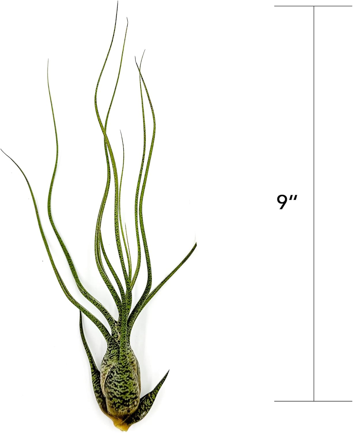 ragnaroc Live Air Plants - Tillandsia Butzii, Jumbo 7-9" - 1ct - Live Arrival Guaranteed - House Plants for Home Decor & Gift