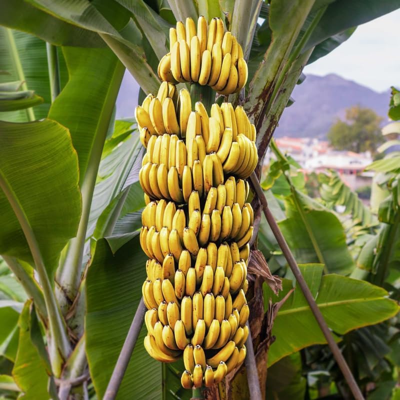 Dwarf Cavendish Banana Plant in 3 Gallon, 2-3 Ft Tall Banana Trees Live Plants for Outdoors Garden, No Ship to CA