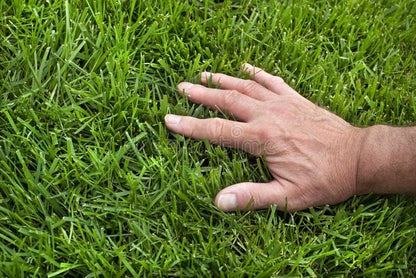 Pennington Signature Series Tall Fescue Blend Blue Tag 50 lb Grass Seed Partial Sun