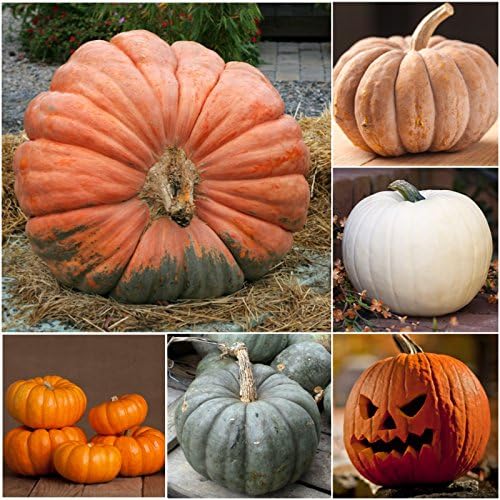 Seed Needs Pumpkin Seeds Specialty Spooky Blend 10+ Varieties | Lumina White, Baby Boo, Blue Jarrahdale, Cinderella & More! | Heirloom Non-GMO Untreated | Bulk Pumpkin Seeds for Planting