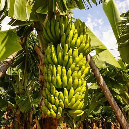 Dwarf Cavendish Banana Plant Live, 4-6" Tall Well-Rooted for Indoor Tropical Displays, Cold Hardy Banana Fruit Tree