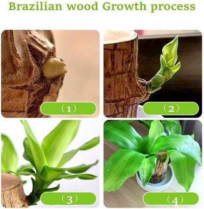 Brazilian Wood Plant,Mini Brazil Lucky Wood,Ceramic Tray Lucky Tree,with Panda Statues,Swelling The Stage of About to Sprout,Brazilian Tree Perfect for Home,Office Desktop Decoration (Panda Statue)