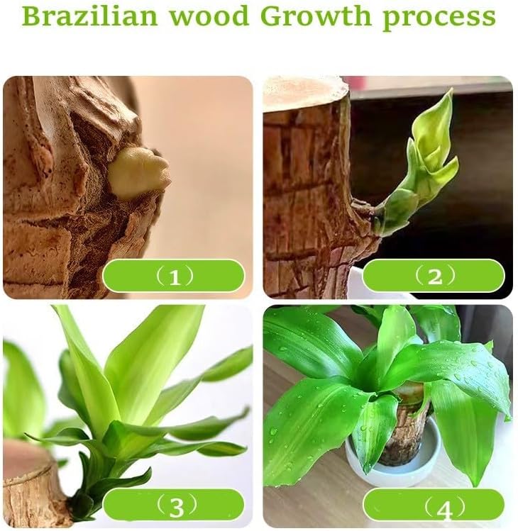Brazilian Wood Plant,Mini Brazil Lucky Wood,with Ceramic Tray Lucky Tree,Swelling The Stage of About to Sprout,Brazilian Tree Perfect for Home,Office Desktop Decoration (Simple Style)
