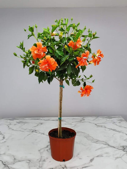 Live Hibiscus Tree - Double Peach Flower - Overall Height 38" to 44" - Tropical Plants of Florida (Plant Only)