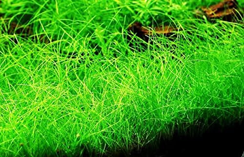 Greenpro Dwarf Hairgrass Live Aquarium Plants Tissue Culture Cup Freshwater Fish Tank Decorations