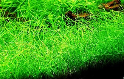 Greenpro Dwarf Hairgrass Live Aquarium Plants Tissue Culture Cup Freshwater Fish Tank Decorations