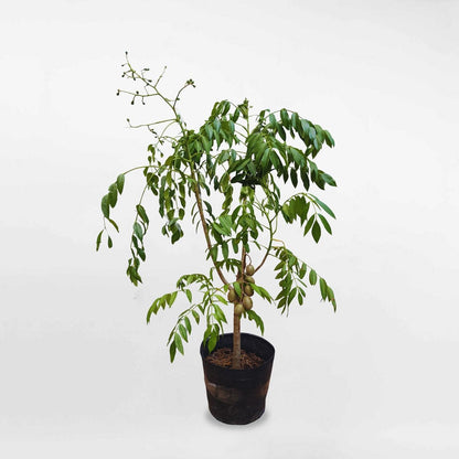 Tropical Fruit: Thai June Plum Tree, 3-4 ft Tall, Produces Flowers, Shipped in a 3-Gallon Pot, and Cannot be Shipped to CA or HI.