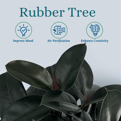 Rubber Tree Live House Plant - Large Indoor Air Purifier Plant - Dark Shiny Petals - Indoor Plants Live Houseplants for Room Decor - Elegant Ficus Burgundy Live House Plants
