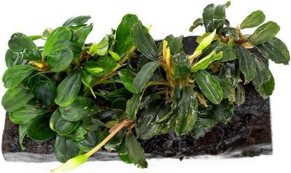 SubstrateSource Live Planted Decor - Bucephalandra Mix on Driftwood (Farmed) - Green Iridescent Aquatic Plants, Low to Medium Light, Foreground to Midground Tank Placement for Aquascaping - 1 Pack