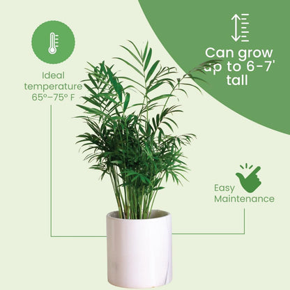 American Plant Exchange Live Areca Palm – 10-Inch Pot – Tropical Indoor Houseplant with Lush Feathery Fronds, Pet-Friendly Easy Care Plant for Homes, Offices, Patios & Decorative Containers