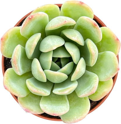 4-inch Succulent Echeveria 'Suryeon', Live Succulents Plants Fully Rooted in Pots with Soil, Easy-Care House Plants for DIY, Home Office Decoration