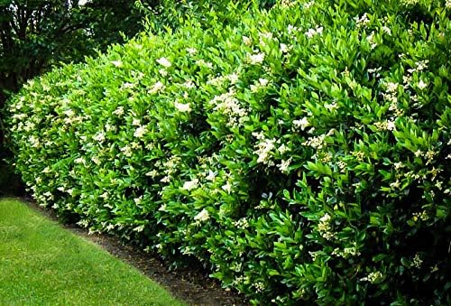 Curled Leaf Privet | 5 Live Quart Size Plants | Ligustrum Japonicum Recurvifolium, Evergreen Flowering Privacy Hedge, Ornamental Shrub for Lush Landscapes