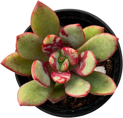 Sprout N Green Echeveria Huadan in 2 inch Starter Pot, Rare Live Succulent Plant Fully Rooted with Soil, Home Office Indoor Outdoor Wedding Decoration DIY Projects Party Favor