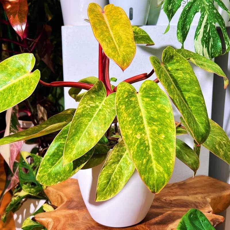 2 Lady Philodendron Live Plant 5-9" Tall, Rare Tropical Indoor Houseplant Home Garden