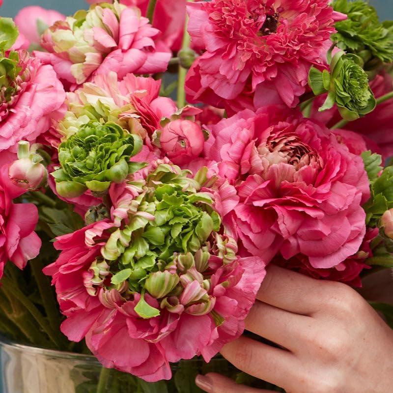 Eden Brothers Ranunculus Bulbs - Super Green Rose