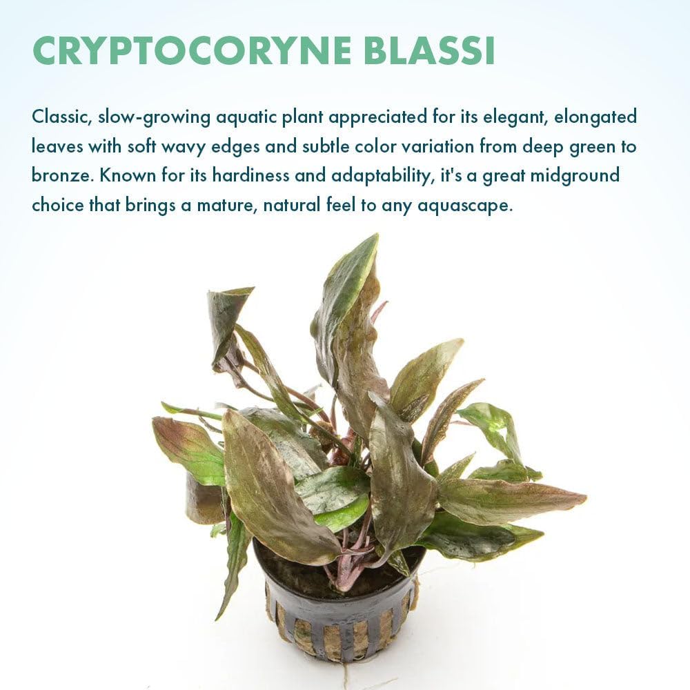 SubstrateSource Live Plants - Cryptocoryne Wendtii 'Florida Sunset' (Cryptocoryne wendtii) - Medium to High Light, Pink-White Accent for Midground Freshwater Aquarium Aquascaping - Pot