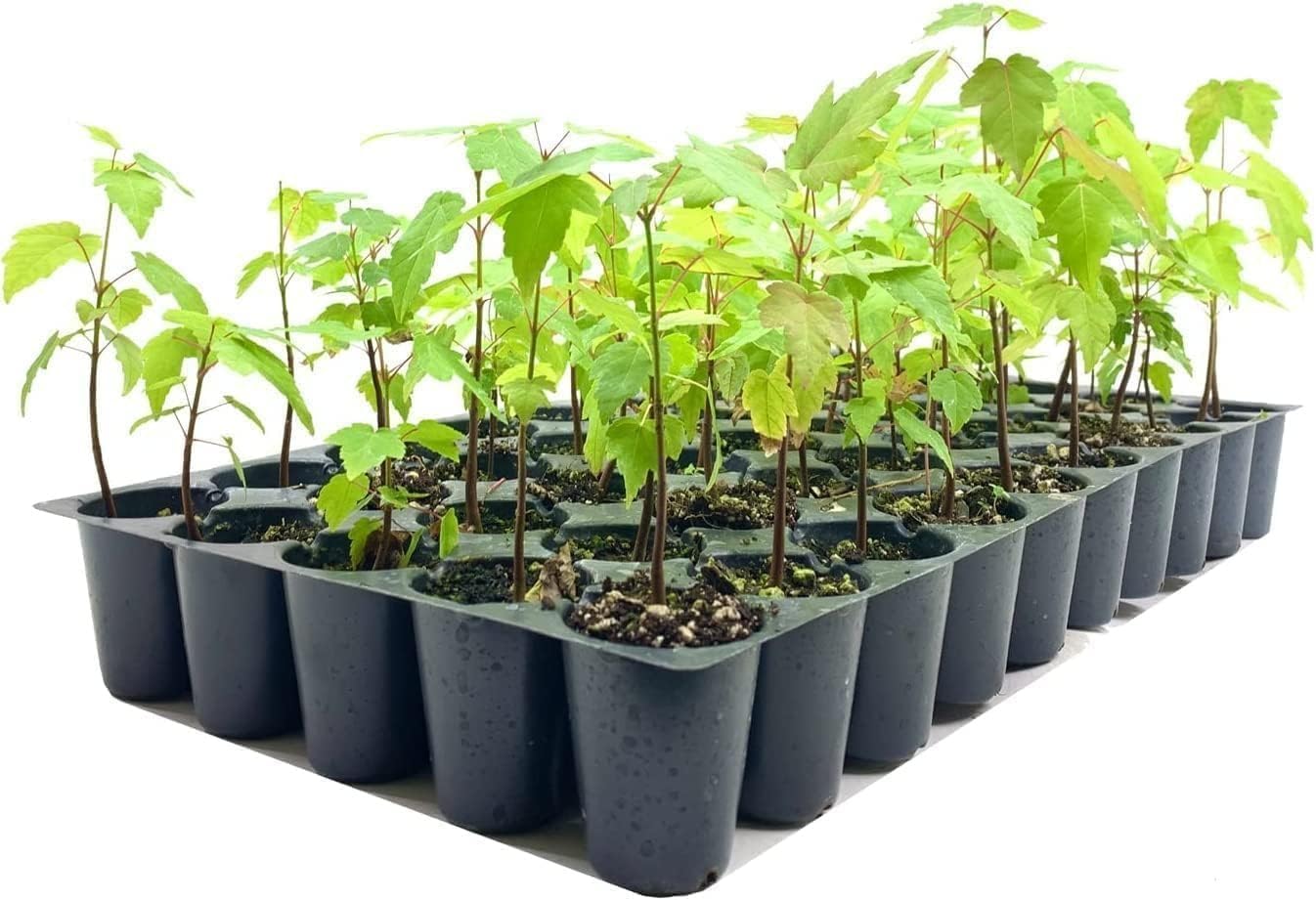 Red Maple Tree | 20 Live Trees | Acer rubrum | Native American Beauty Fast-Growing Shade Tree | Fall Foliage Wildlife-Friendly Habitat
