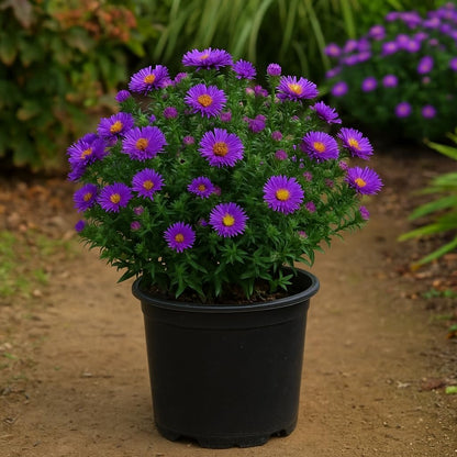 Perennial Farm Aster Novae-Angliae 'Purple Dome' – Live Dwarf New England Perennial in #1 Container, Compact Habit with Violet-Purple Blooms, Late Season, Pollinator Friendly, Ideal for Borders & Beds