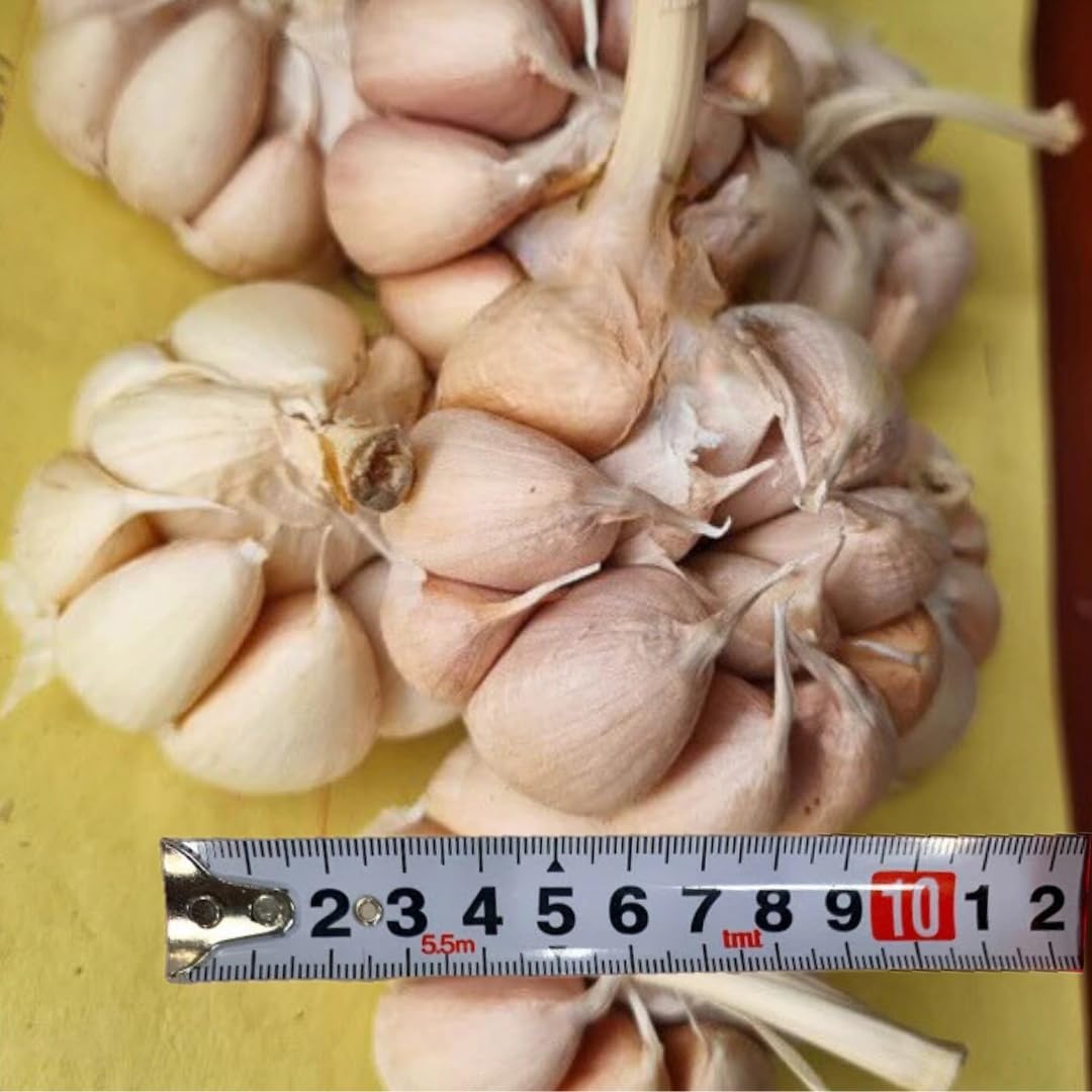 1 Pound Hard Neck Garlic for Planting in Fall, Big Garlic Bulb for Planting, Fresh and High Yield, Cold Hardy, Planting Softneck Hardneck